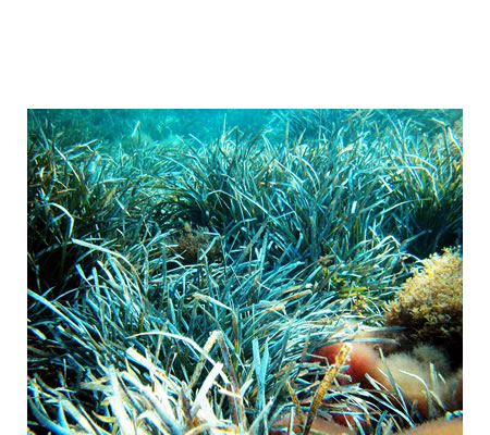 Posidonia oceanica